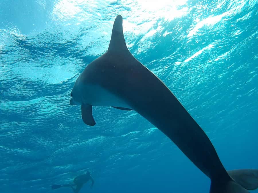 Hurghada: Luxury Orange Bay w/Snorkeling, Massage and Diving - Banana boat ride and free time: the in-between moments
