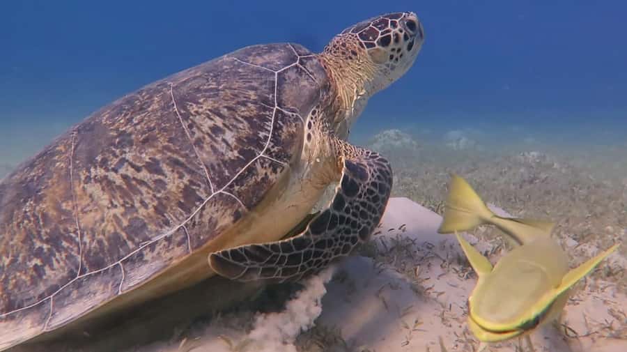 Hurghada: Premium Island Cruise with Lunch and snorkeling - The small details that make the big difference