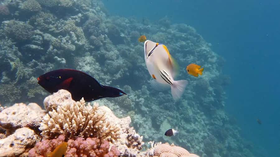 Hurghada: Premium Island Cruise with Lunch and snorkeling - The vibe on this Hurghada yacht: modern, spacious, and kept tidy