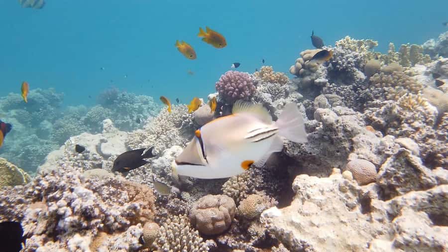 Hurghada: Premium Island Cruise with Lunch and snorkeling - Snorkeling stops: two locations, guided all the way