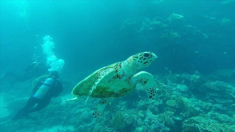 Hurghada: Premium Island Cruise with Lunch and snorkeling - Orange/Giftun Island time: scenery plus extra snorkeling (when tides cooperate)
