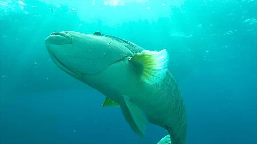 Hurghada: Premium Island Cruise with Lunch and snorkeling - Lunch on the yacht: more than just something to eat