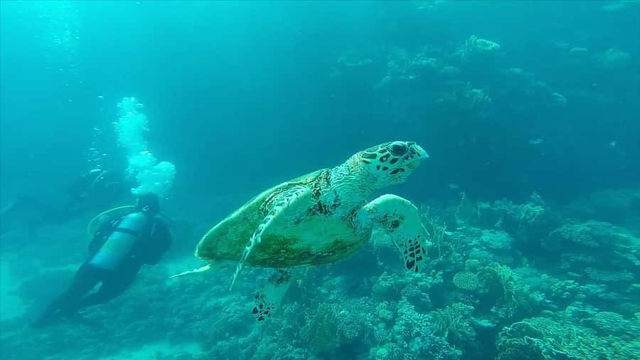 Hurghada: Premium Island Cruise with Lunch and snorkeling - What “premium” really means here: value beyond the sticker price