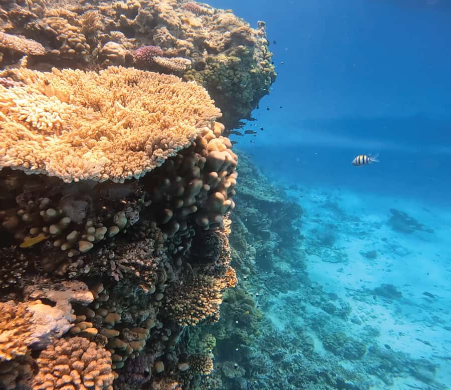 Hurghada: Premium Orange Island Cruise with Lunch & Transfer - Hurghada to Orange Island: what the 8-hour day really feels like