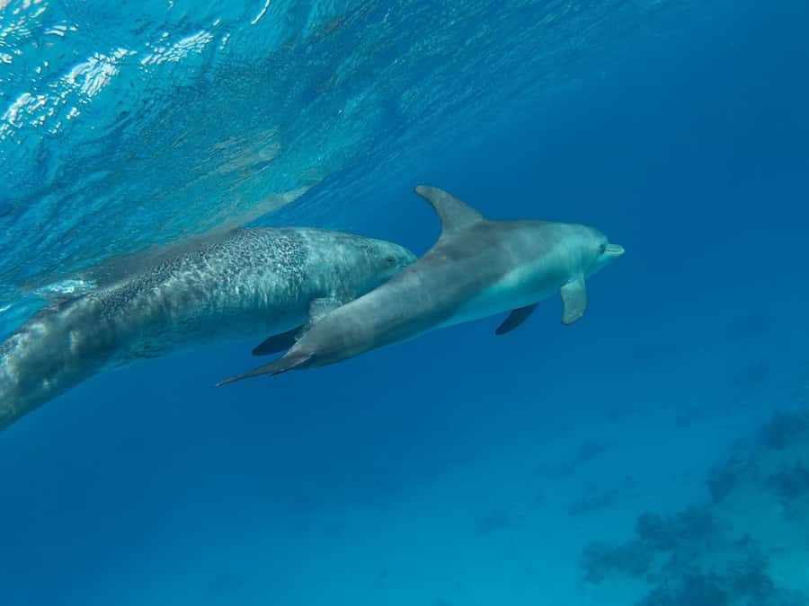 Hurghada: Royal Luxury VIP Cruise to Orange Bay with Lunch - Lunch on Board and All-Inclusive Drinks: Eat Like a Vacation
