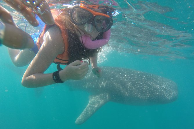 Intimate Eco-Friendly Whale Shark Encounter - Premium Service - Key highlights worth planning around