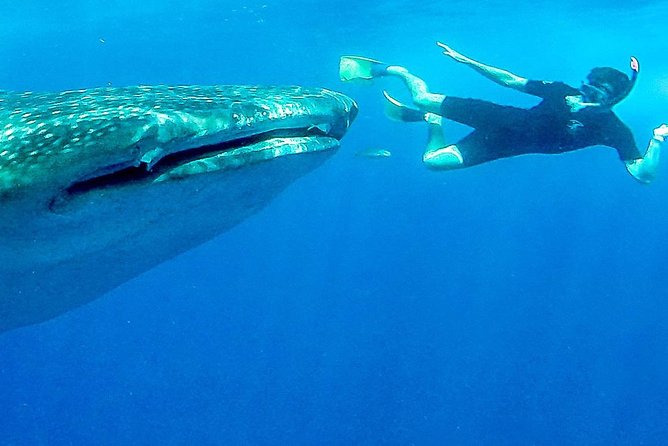 Intimate Eco-Friendly Whale Shark Encounter - Premium Service - Small-group VIP service in La Paz: what premium really buys you