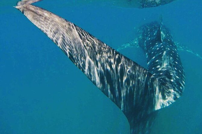 Intimate Eco-Friendly Whale Shark Encounter - Premium Service - In-water swim sessions: how the guide keeps you close (and sane)