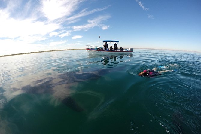 Intimate Eco-Friendly Whale Shark Encounter - Premium Service - Snacks, drinks, and the small comfort wins
