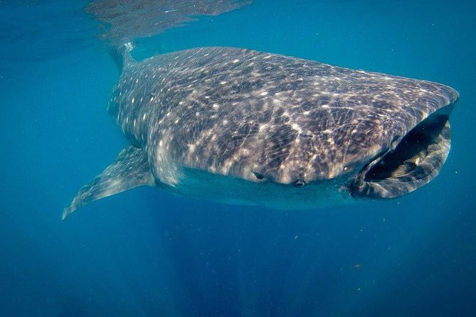Intimate Eco-Friendly Whale Shark Encounter - Premium Service - Wildlife etiquette: enjoying the moment without messing it up