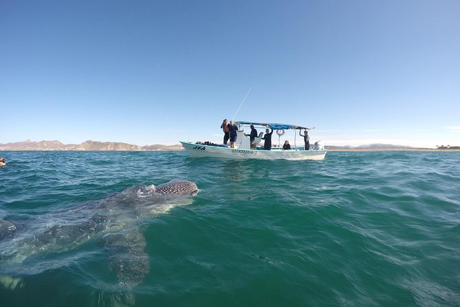 Intimate Eco-Friendly Whale Shark Encounter - Premium Service - Price and value: does $268.24 make sense for 3 hours?