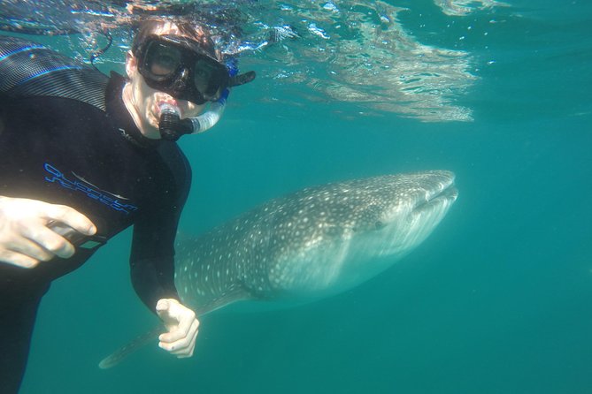 Intimate Eco-Friendly Whale Shark Encounter - Premium Service - Who should book this whale shark encounter
