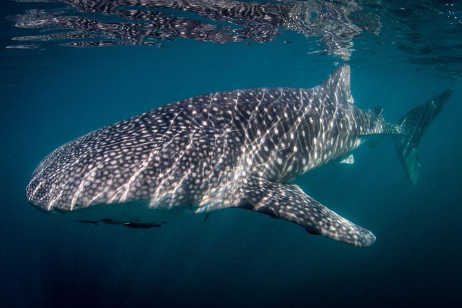 Intimate Eco-Friendly Whale Shark Encounter - Premium Service - Meeting at Miguel L. de Legaspy and getting kitted in a hurry