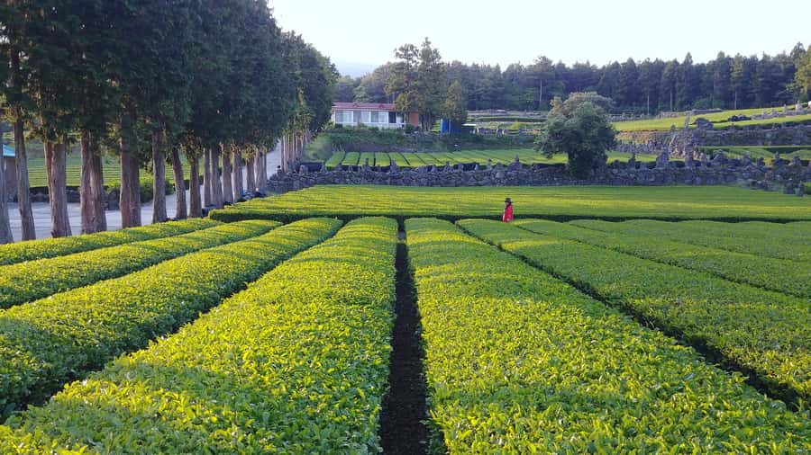 Jeju Premium Small Group UNESCO Day Tour - South - Key things to know before you go