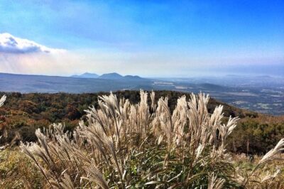 Jeju Premium Small Group UNESCO Day Tour - South Course - Pickup, van comfort, and why small-group days feel better in Korea