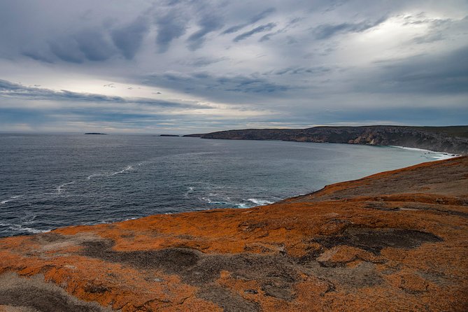 Kangaroo Island Luxury Small Group 'Flinders Chase Focus' Full Day Tour - Admirals Arch: fur seals on rocks and in the surf