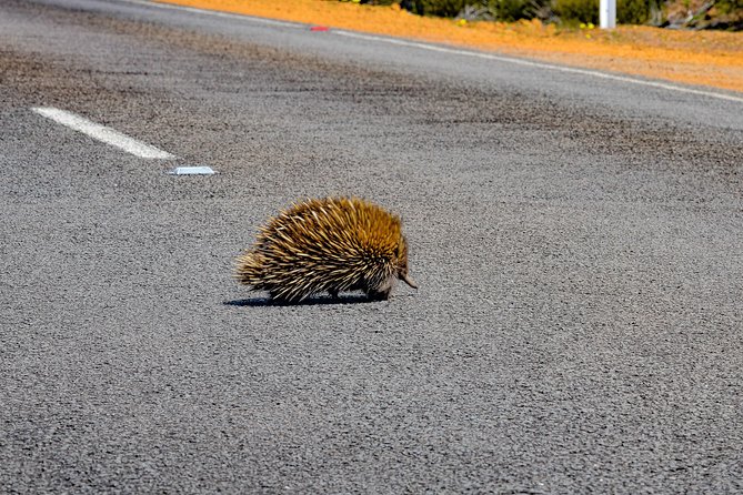 Kangaroo Island Luxury Small Group 'Flinders Chase Focus' Full Day Tour - Cape du Couedic and “sea-life coast” energy
