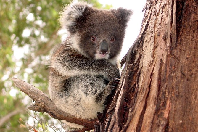 Kangaroo Island Luxury Small Group 'Island Life' Full Day Tour - Key highlights to notice before you go