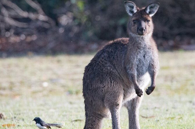 Kangaroo Island Luxury Small Group 'Island Life' Full Day Tour - Why this day tour works better than doing Kangaroo Island alone
