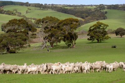 Kangaroo Island Luxury Small Group 'Island Life' Full Day Tour - 9 hours on Kangaroo Island: pacing, pickup, and what the day feels like