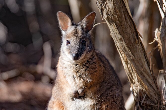 Kangaroo Island Luxury Small Group 'Island Life' Full Day Tour - Meals, drinks, and what you’re really paying for at $453.30