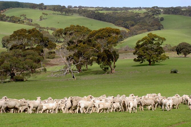Kangaroo Island Luxury Small Group 'Island Life' Full Day Tour - 9 hours on Kangaroo Island: pacing, pickup, and what the day feels like