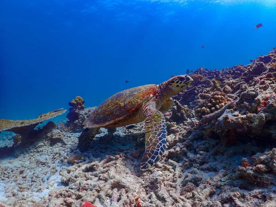 Khao Lak: Surin Islands & Moken Village Premium Snorkel Tour - Who should book this Surin Islands snorkel tour (and who should skip)