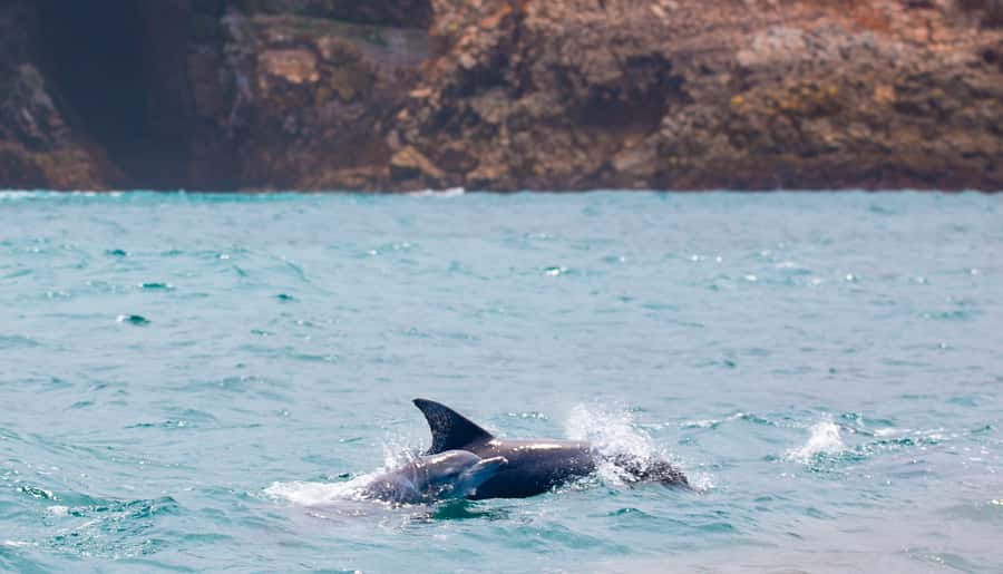 Knysna: Luxury Sunset Cruise with Captain's Barbeque - Who This Cruise Fits Best in Your Travel Plans