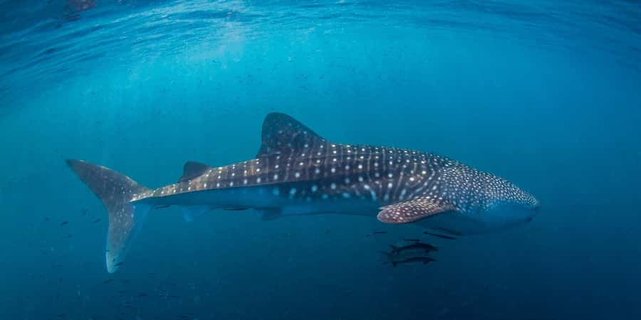 Koh Tao: PADI Premium Open Water Diver Course - Who this course suits best (and who should skip it)