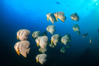 Koh Tao: PADI Premium Open Water Diver Course - Orientation at Ocean Sound + Yoga: paperwork, gear fit, and your theory plan