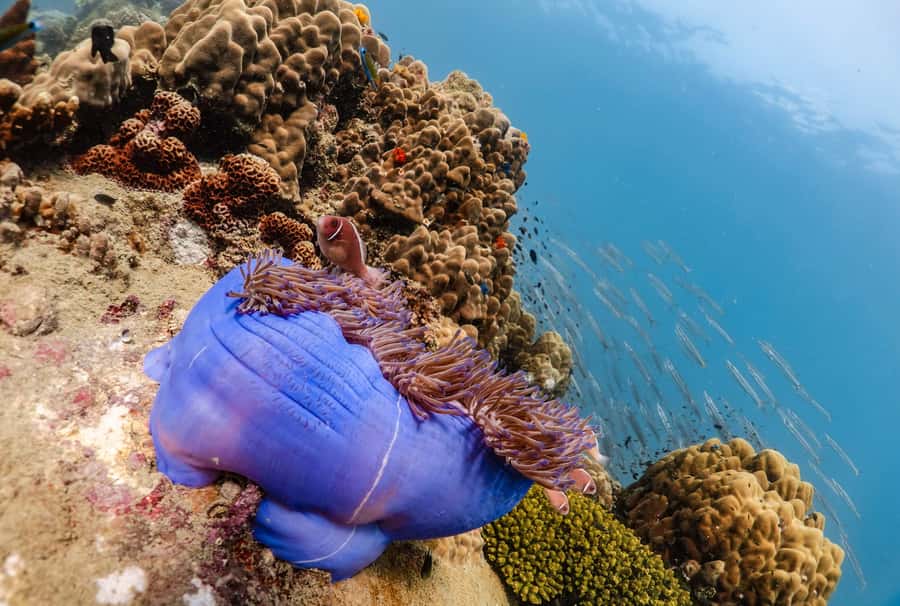 Koh Tao: PADI Premium Open Water Diver Course - The $353 price: value in a 3-day scuba credential
