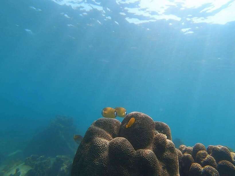 Koh Tao: Premium Snorkel Tour to Koh Nangyuan Bays by Oxygen - Key highlights worth centering your day around