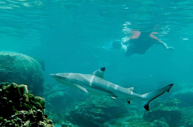 Koh Tao: Premium Snorkel Tour to Koh Nangyuan Bays by Oxygen - Lunch and snacks on board: when the food actually matters