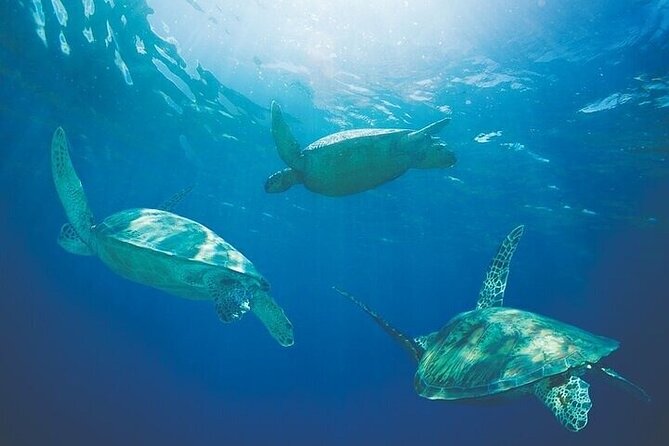 Kona Luxury Catamaran Yacht Snorkel & Sail - Lunch Onboard: Bento or Picnic-Style Sandwiches With Unlimited Drinks