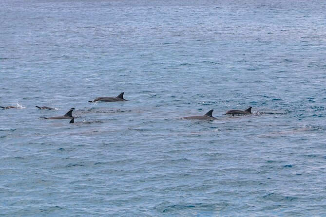 Kona Luxury Catamaran Yacht Snorkel & Sail - Marine Life Without the Chaos: Dolphins, Turtles, and Whales