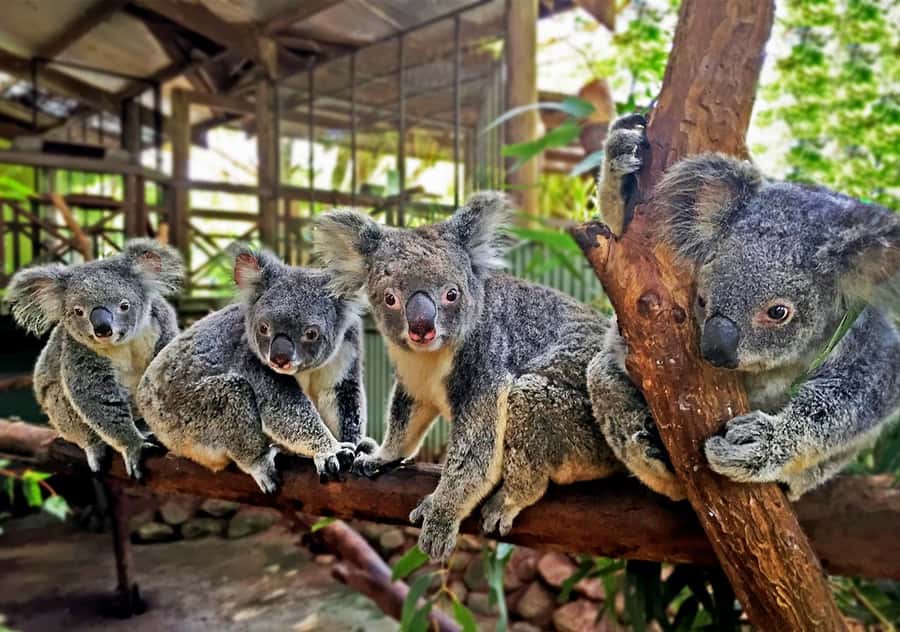 Kuranda Pamagirri Aboriginal Premium Full-Day Tour - Koala & Wildlife Park: fun wildlife time, with animal-welfare sense
