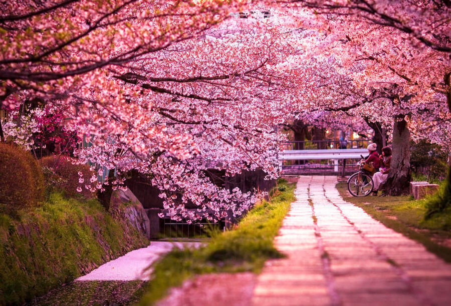 Kyoto: Private Highlights Tour with Guide and Luxury Vehicle - The Higashiyama temple circuit: Ginkaku-ji, Kiyomizu-dera, and Sanjusangen-do