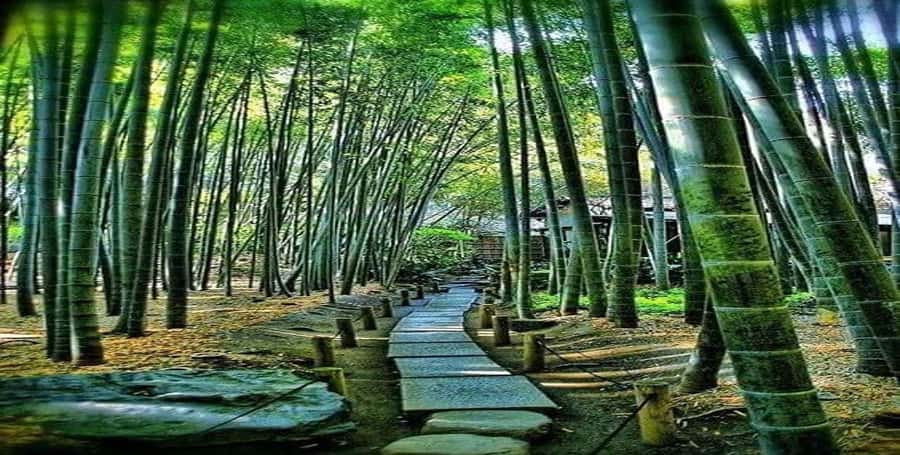 Kyoto:Private Tour/Luxury Vehicle with Guide & photographer - Price and logistics: what $407 gets you (and what it doesn’t)