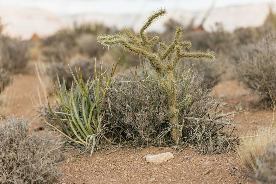 Las Vegas: Grand Canyon West Rim VIP Luxury Small Group Tour - Hualapai Indian Village and market: culture first, not an afterthought