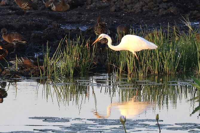 LookAbout Darwin Wetlands Wildlife Premium Tour Max 6 Guests - Key highlights you’ll feel on the day