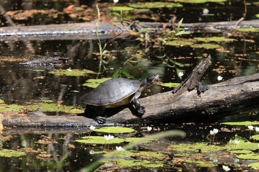 LookAbout Darwin Wetlands Wildlife Premium Tour Max 6 Guests - Who this tour suits best (and who should rethink it)