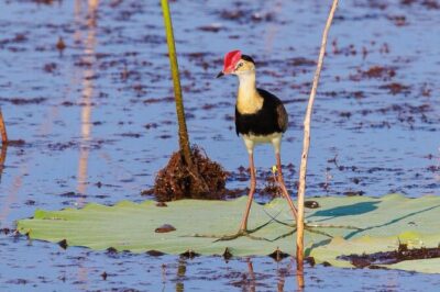 LookAbout Darwin Wetlands Wildlife Premium Tour Max 6 Guests - A Mercedes window seat matters more than you think