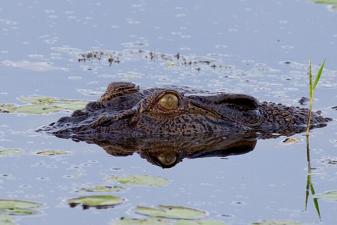 LookAbout Darwin Wetlands Wildlife Premium Tour Max 6 Guests - Fogg Dam Conservation Reserve: birdlife, wetlands, and the value of slow driving
