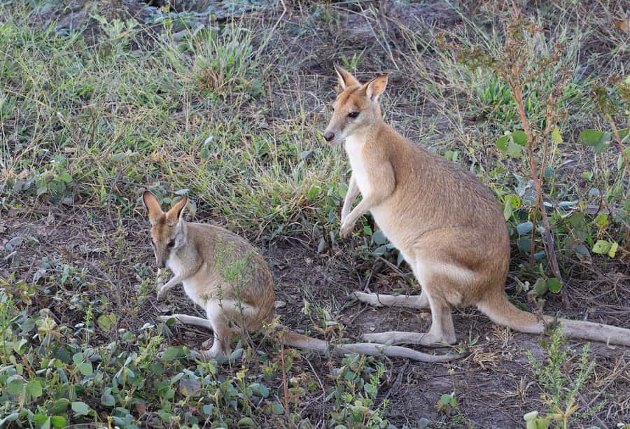 LookAbout Darwin Wetlands Wildlife Premium Tour Max 6 Guests - What you get included, and how to plan your money and time