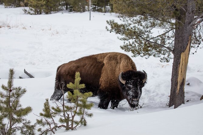 Luxury 1/2 Day Winter Grand Teton Tour & Sleigh Ride - Binoculars, Scopes, Snacks: The Quiet Luxuries That Matter in Winter