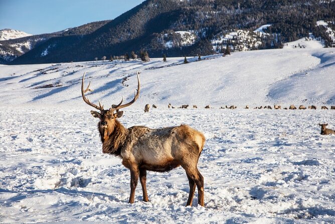 Luxury 1/2 Day Winter Grand Teton Tour & Sleigh Ride - What’s Included (and What You’ll Still Need to Budget)