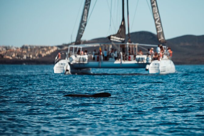 Luxury Catamaran Cruise with Brunch and Unlimited Drinks - VIP Beds and the Real-World Tradeoffs
