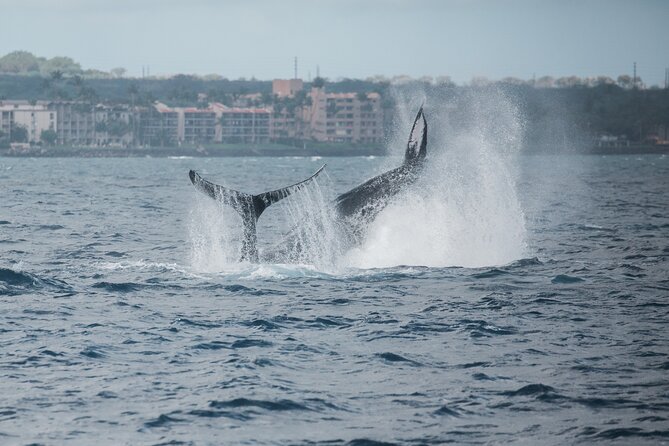 Luxury Catamaran Whale Watch - West Maui humpbacks meet real comfort on a 2-hour luxury cruise
