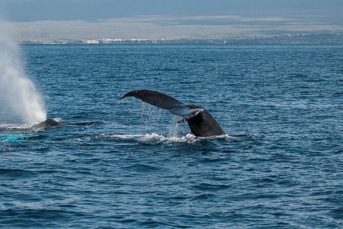 Luxury Catamaran Whale Watch - Food, drinks, and the little touches that make $119 feel fair