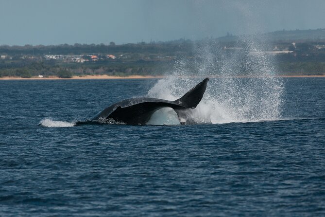 Luxury Catamaran Whale Watch - Timing, weather, and how to set yourself up for success